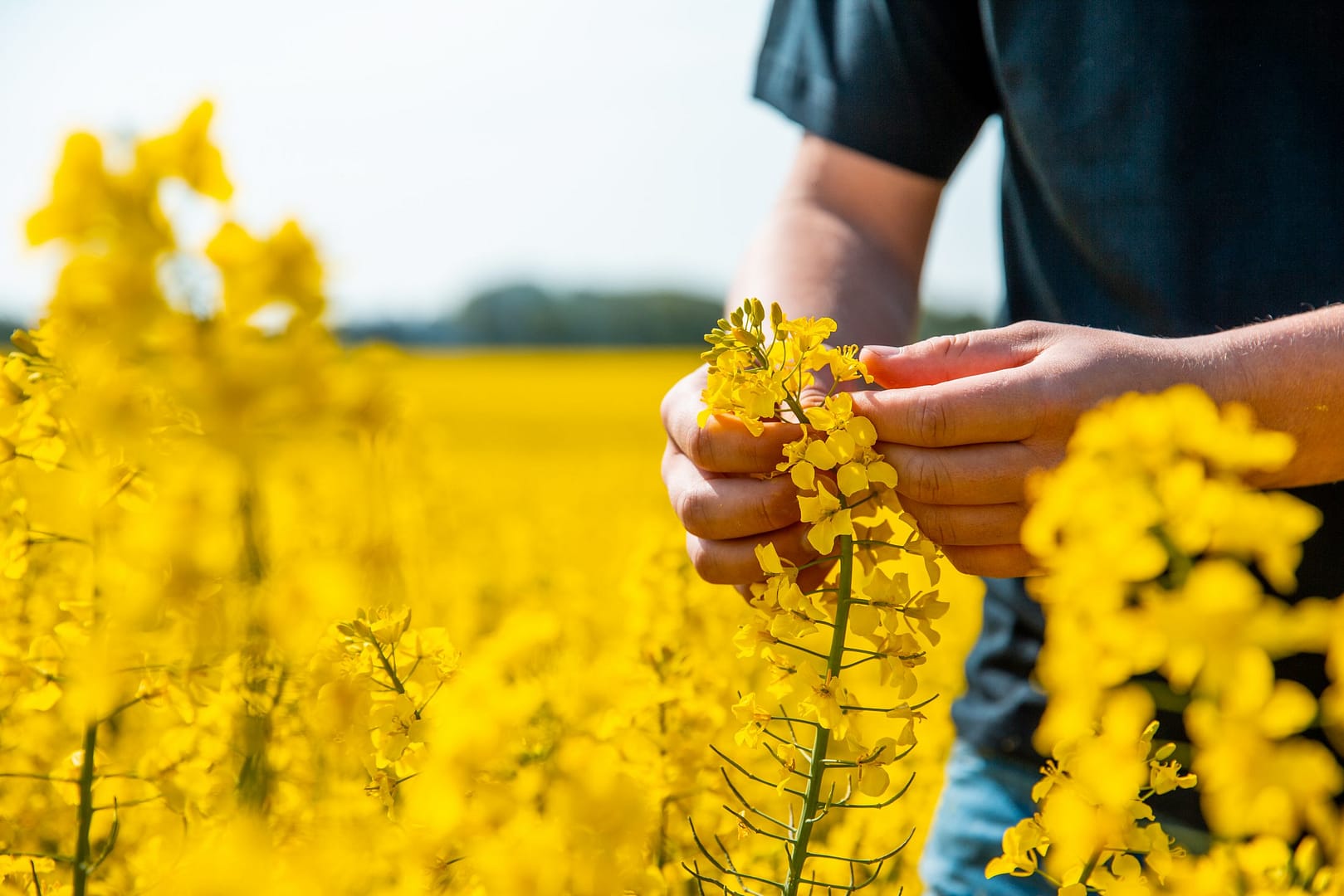 Nordjyllands Landbrugsskole